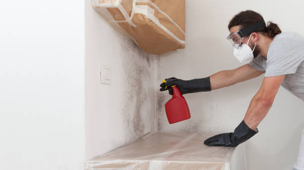 Professional Black Mold Removal technician working in Spencerville, MD